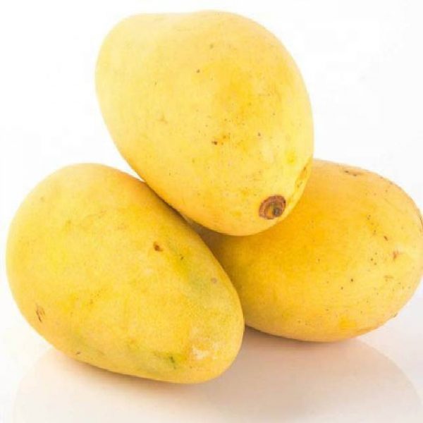 Mango-Sindhri.jpg